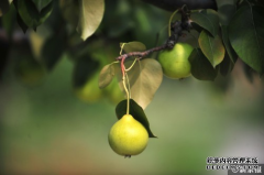 惊蛰吃啥?除了梨,还有这些可以选~