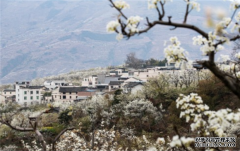 四川汉源:小小梨花美乡村