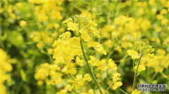 云阳县栖霞镇:万亩油菜花盛开