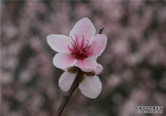 约起!巫峡两岸桃花开 醉了赏花人